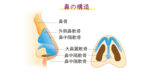 鼻の構造